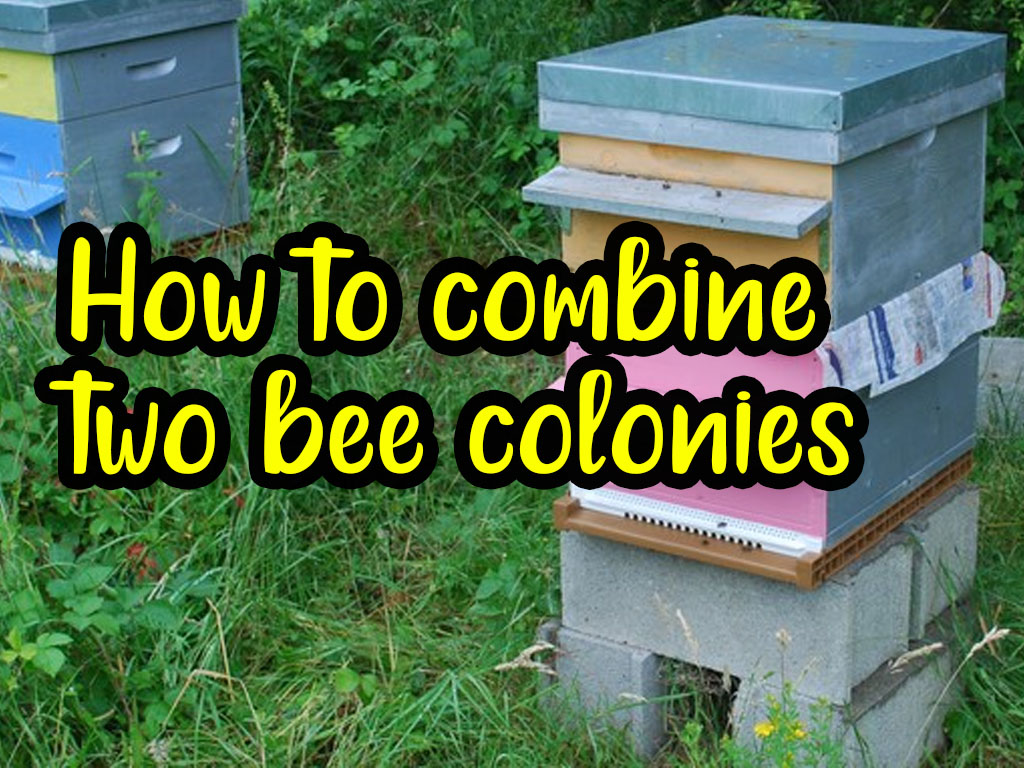 How to combine two bee colonies How to combine two bee colonies