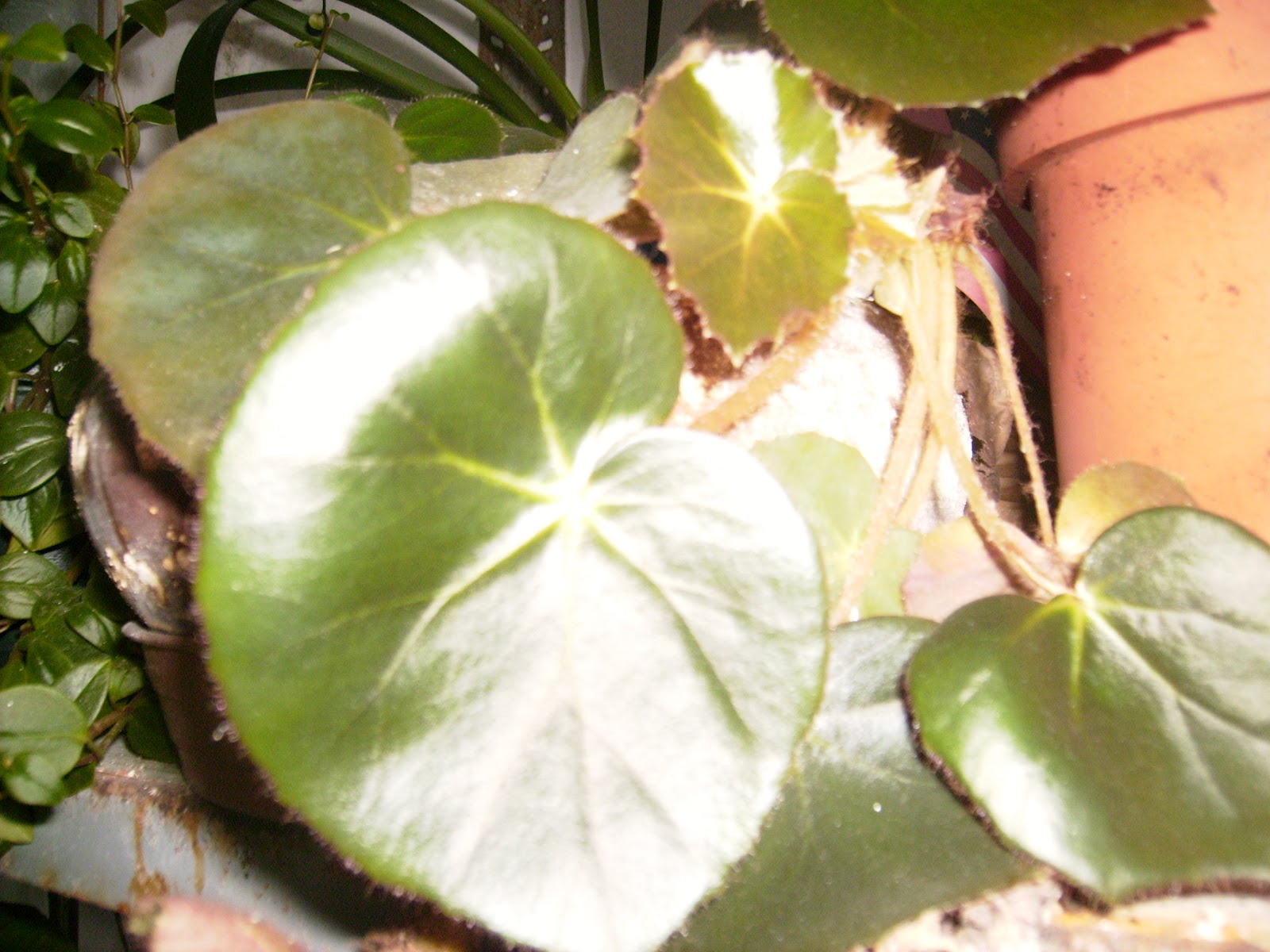 PLANTAS Y FLORES: Begonia. Begonia Erythrophylla.