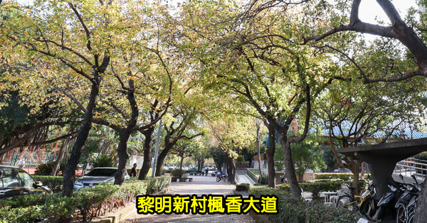 台中南屯|黎明新村楓香大道|陽光照射變成浪漫美景|美好書席 台中南屯|黎明新村楓香大道|陽光照射變成浪漫美景|美好書席