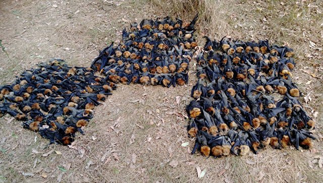 Abnormal heat in Australia “welded” thousands of bats