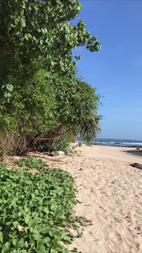 Pesona Belantara di Ujung Timur Pulau Jawa