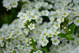 white alyssum flower