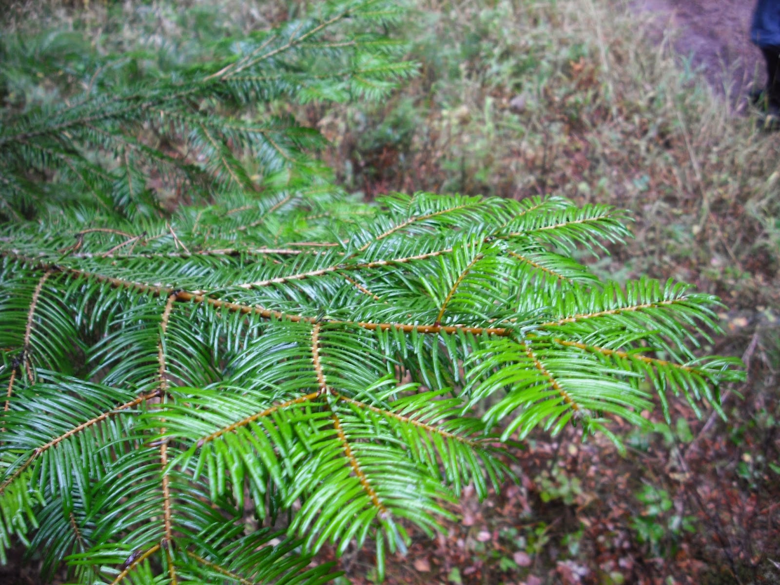 Way of the Buffalo: Grand Fir