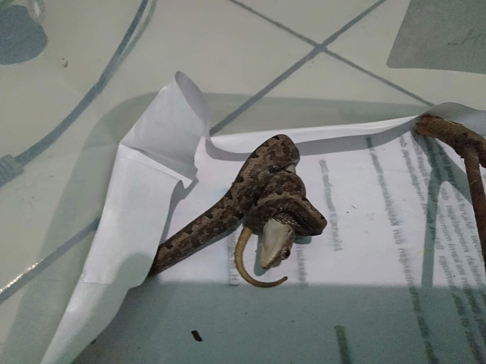 Cara Merawat Ular Yang Mogok Makan Alamlusvi Com