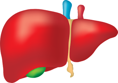 The function of the liver, causes and methods of preventing its diseases