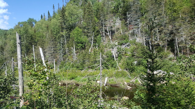 Point de vue sur le sentier de la Montagne Blanche
