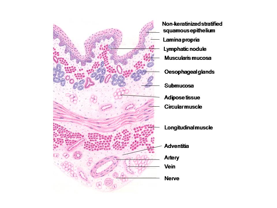 HISTOLOGY DIAGRAMS: Special histology- specific points simple diagrams of the esophagus and stomach 