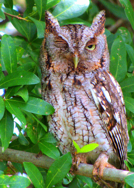 Male Gray Eastern Screech Owl in Florida