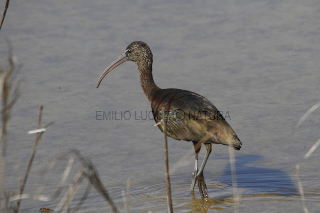 AVES EN DOÑANA