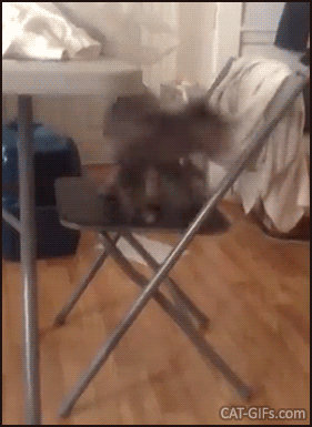 Hilarious cat GIF • Crazy kitten goes around in circles on chair trying hard to catch his tail, haha Hilarious cat GIF • Crazy kitten goes around in circles on chair trying hard to catch his tail, haha