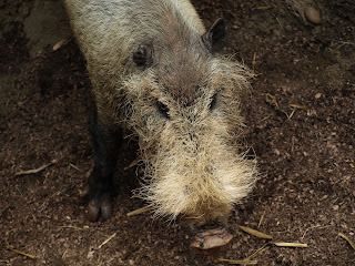 San Diego Hayvanat Bahçesinde, Sakallı yaban domuzu