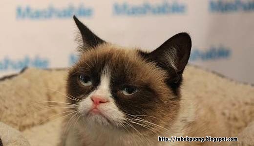 Kucing Pelik Menjadi Terkenal Kerana Wajahnya Yang Sentiasa Muram