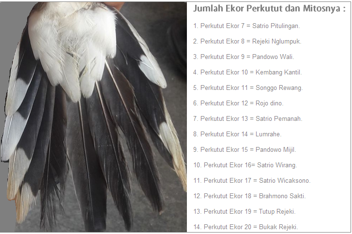 Mitos Nama Burung Perkutut Berdasarkan Jumlah Ekornya Peternakan