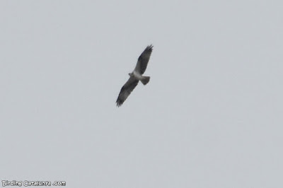 Àguila pescadora (Pandion haliaetus)