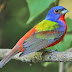 Beautiful Birds: Painted Bunting, Spatuletail, and Victoria Crowned Pigeon