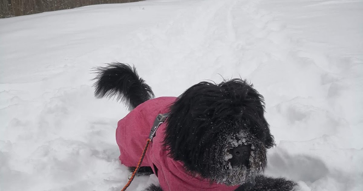 HUNDLYCKA Prada i djupsnön