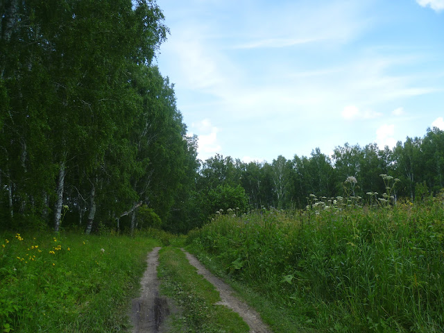 Новосибирская область, Жеребцово – в лесу