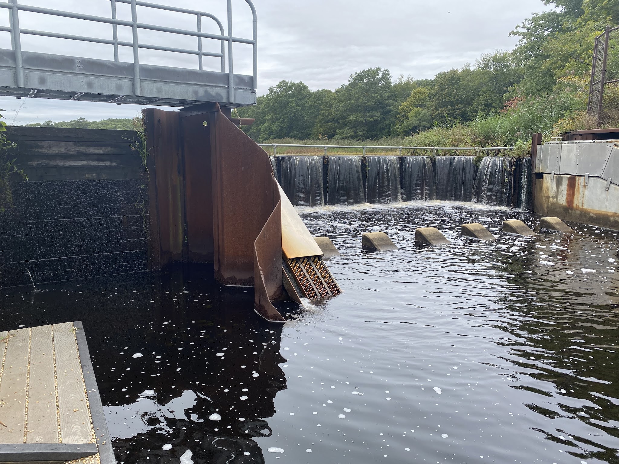 MAR 355 Riverhead; Fish Ladders & New York Marine Rescue Center, Sept