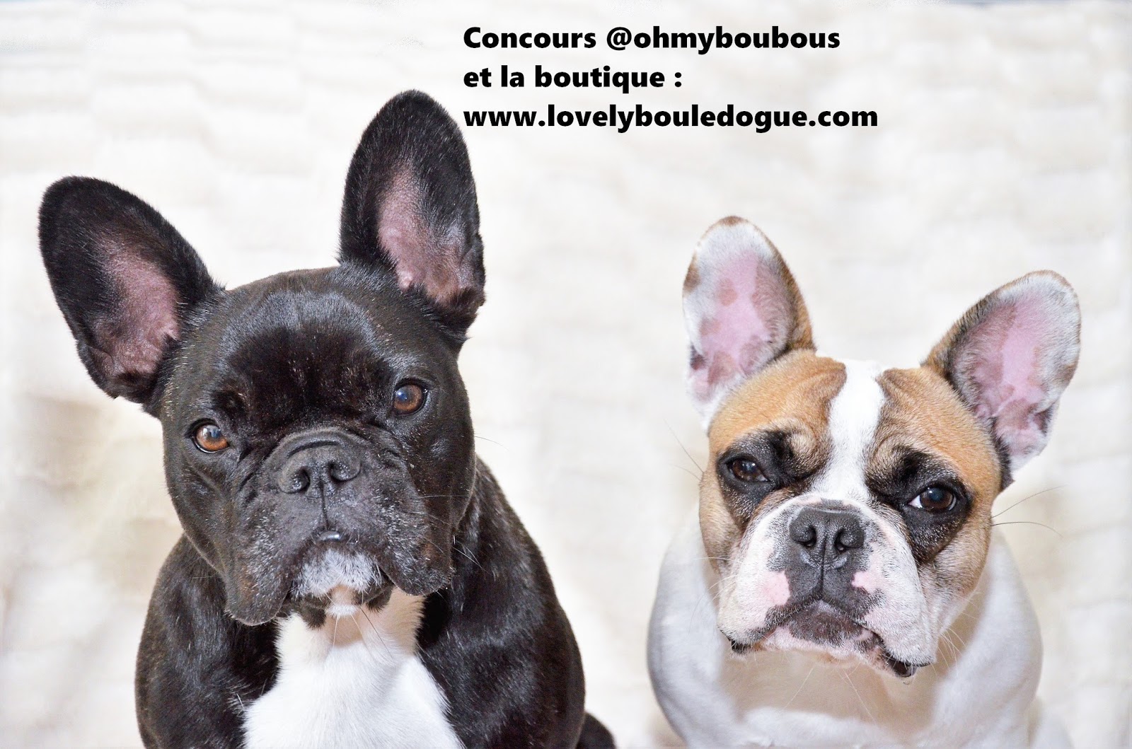 Concours photos avec la boutique Lovely Bouledogue