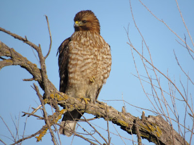 northern california birds of prey hawks