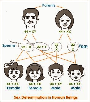 Heredity and Variation: Heredity and Variation