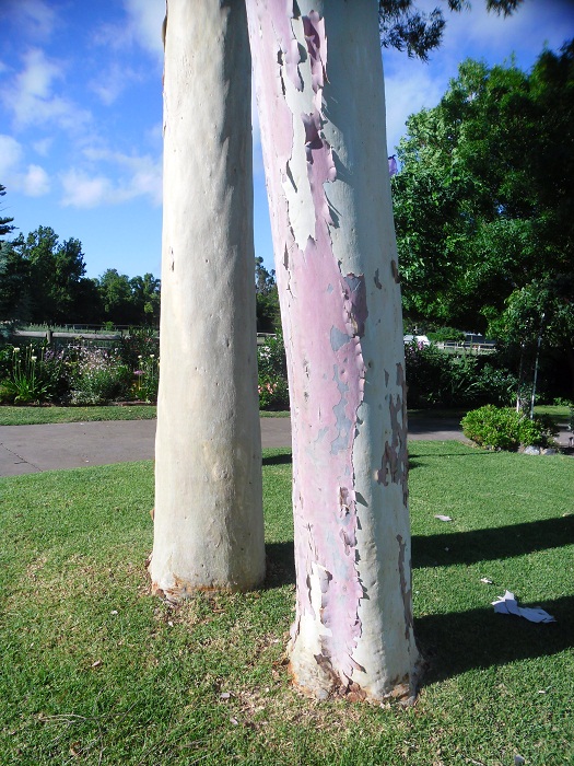 Nostalgia, Mystery And Arty Gardens. LEMON SCENTED GUMS OUR 3 BEAUTY