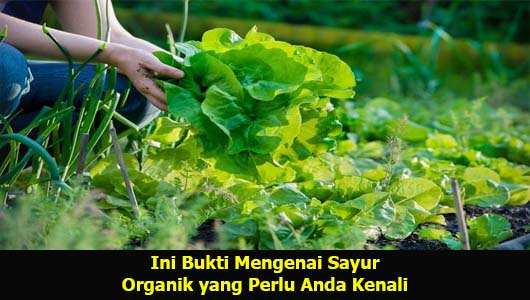 Ini Bukti Mengenai Sayur Organik yang Perlu Anda Kenali