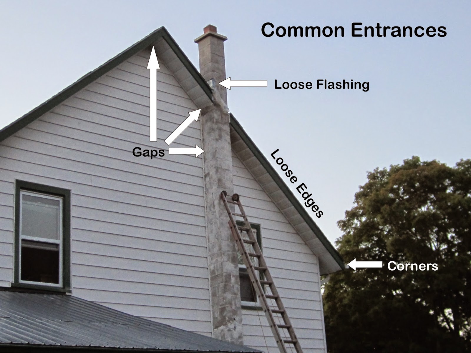 Bat Check 1st Blog The Bats are Back Tips for keeping them out of