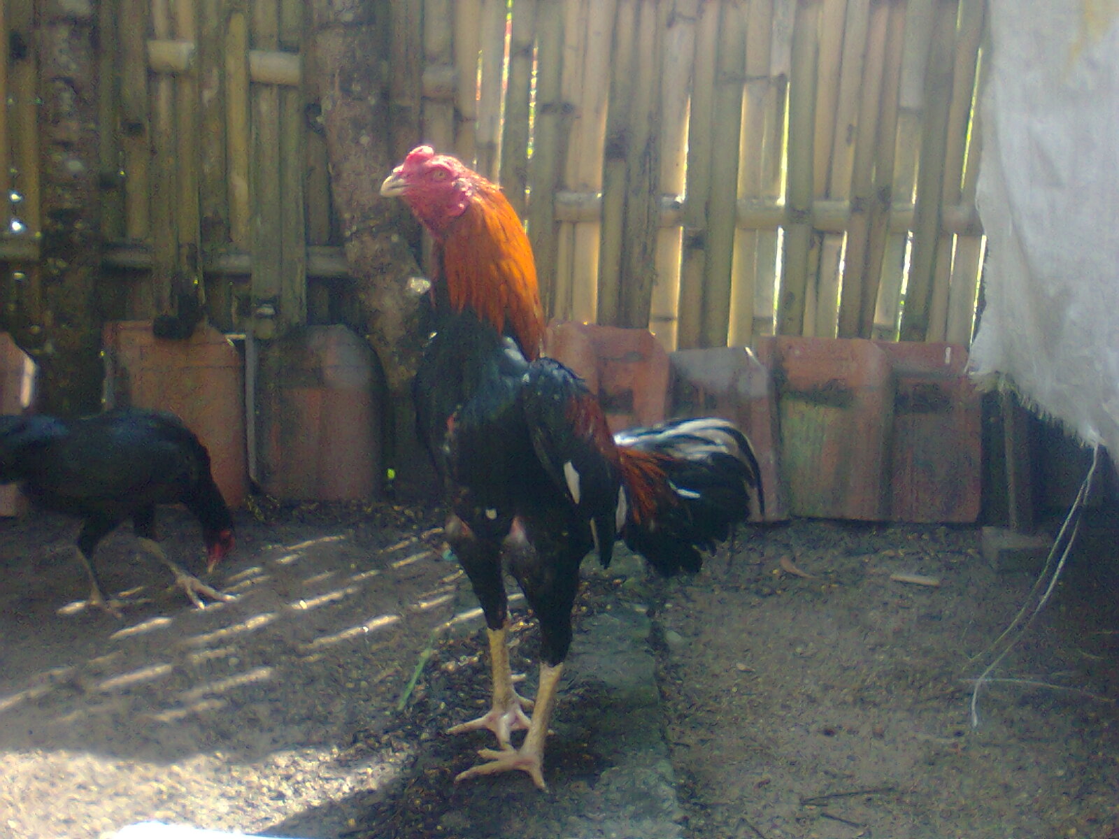 Foto Ayam Jago Bangkok Petarung Terhebat