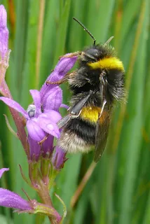 Devon Wildlife Trust. Buff-tailed Bumblebee. Photo copyright Andrew Taylor (All Rights Reserved)