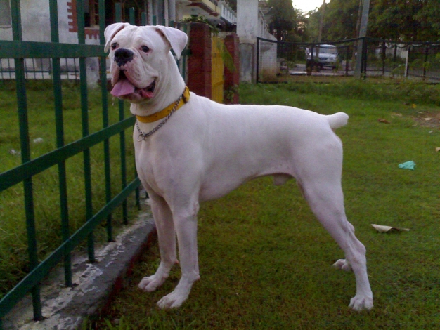 White Boxer Dog HD Wallpapers,Pictures 2013 ~ All About HD Wallpapers