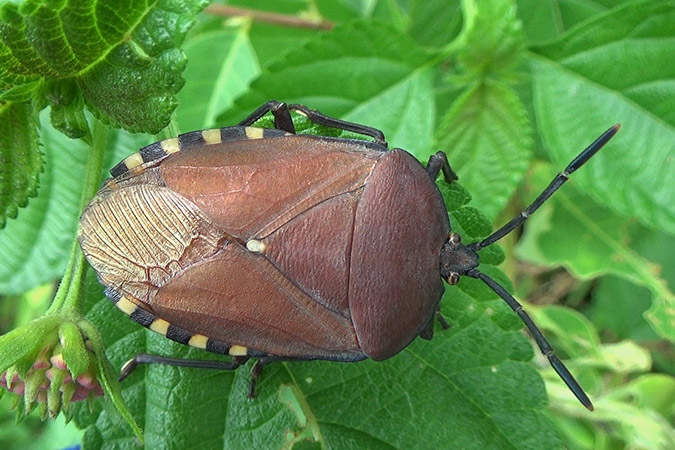Khayu shield bug (Pycanum oculatum)