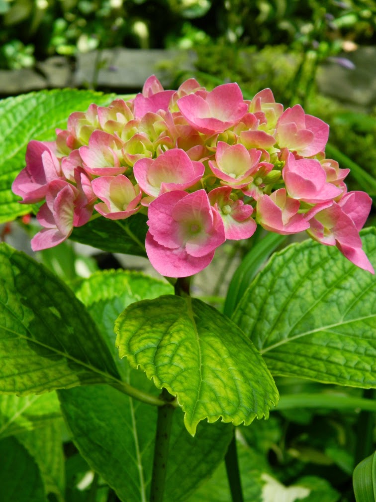 Plant Care Magical Four Seasons The Hydrangea For Every Season