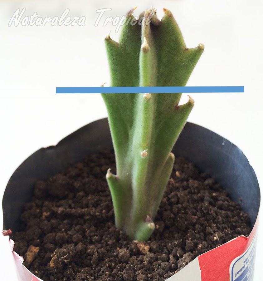Línea que indica cómo realizar el corte en el portainjerto. Un tallo de Stapelia gigantea en este caso