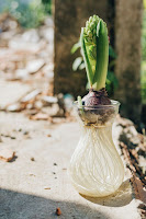 Hyacinth bulb in water