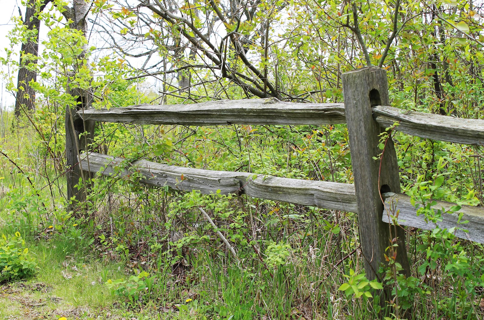 Midwestern City Girl: Great Photo Race: Fences