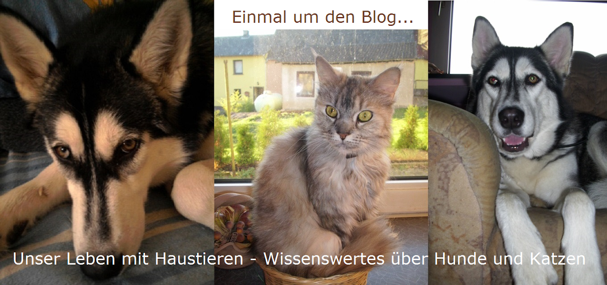 puls_hund — Der Hundeblog