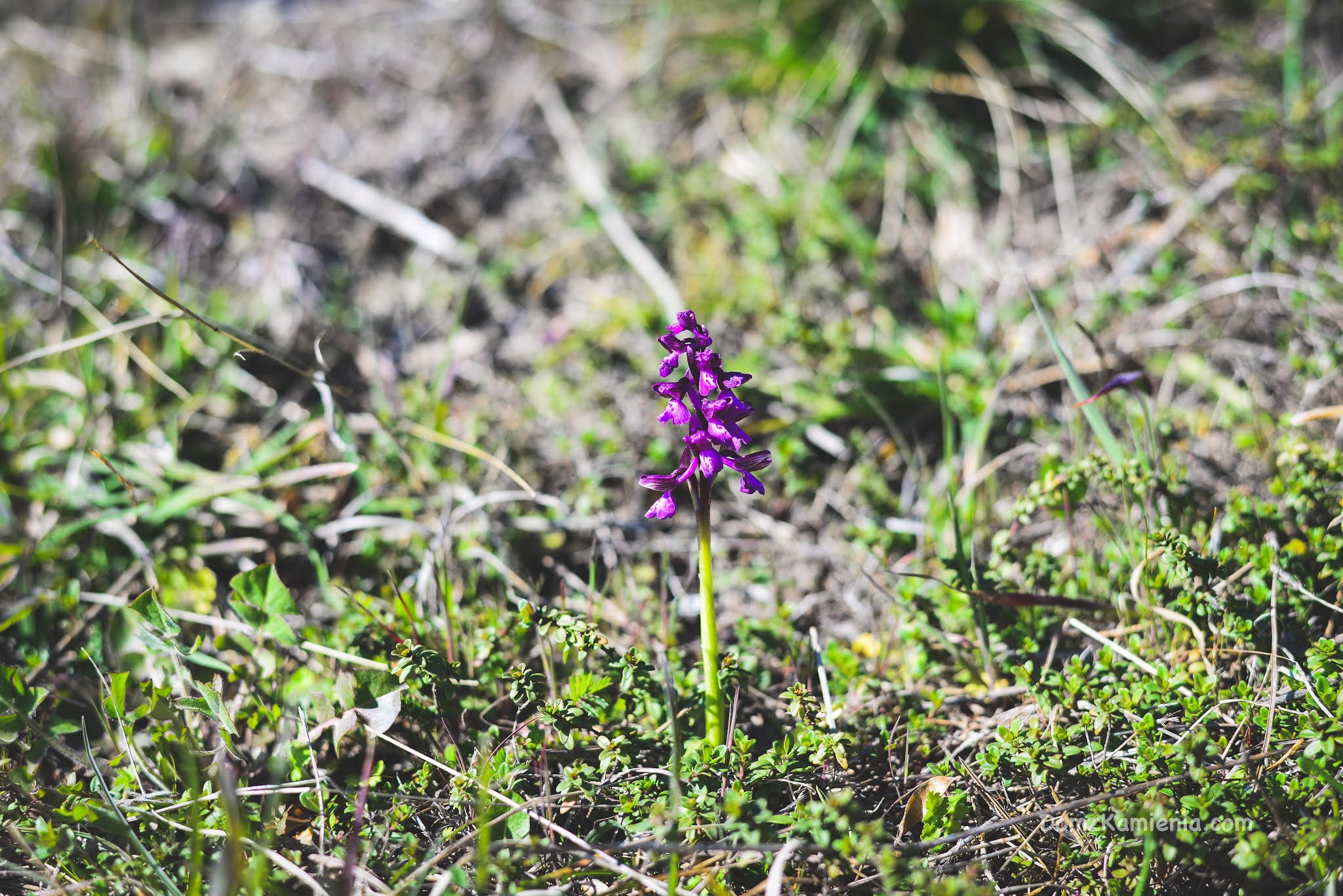 Wiosna w Toskanii, dzika orchidea, Dom z Kamienia blog