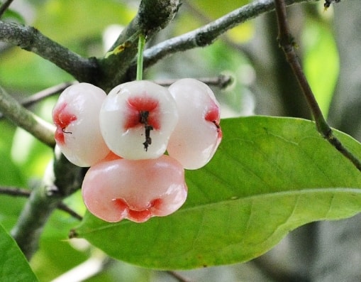 27+ Teladan Tumbuhan Bertulang Daun Menyirip Dan Foto