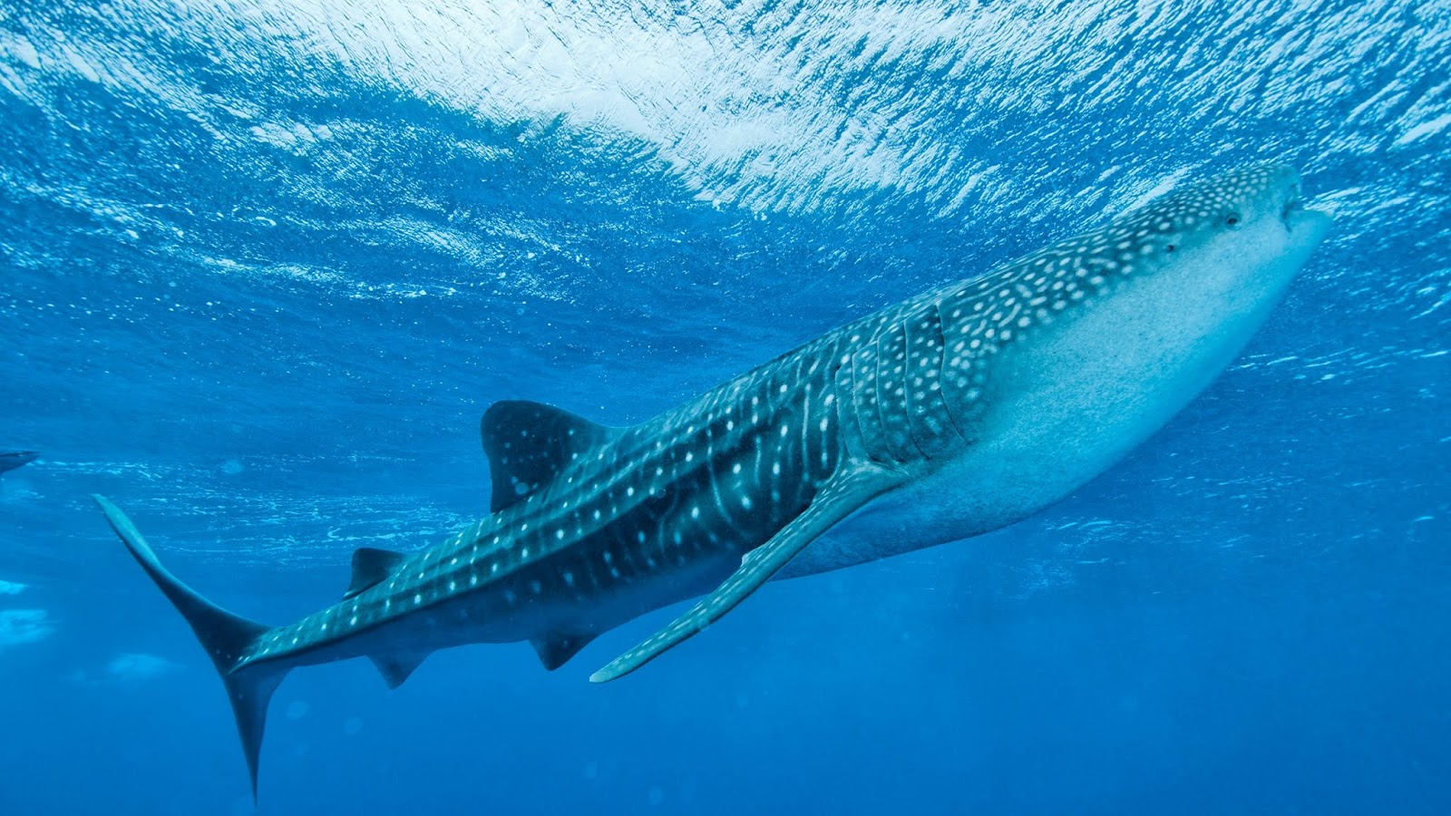 Whale Shark, Maldives