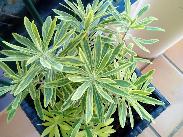 Euphorbia x martinii "Ascot Rainbow".