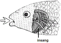Sains Tahun 4 5 6 Organ Pernafasan Haiwan