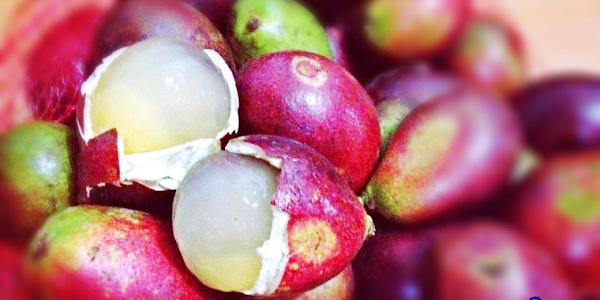 Manfaat Buah Matoa