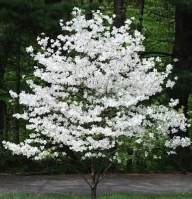 Cherokee Princess Dogwood Growth Rate, Problems