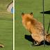 14 Entries To The 2017 Comedy Wildlife Photography Awards That Will Make You Laugh Your Heart Out