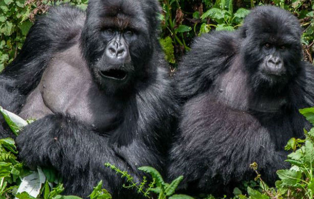 Mgahinga Gorilla National Park - Uganda