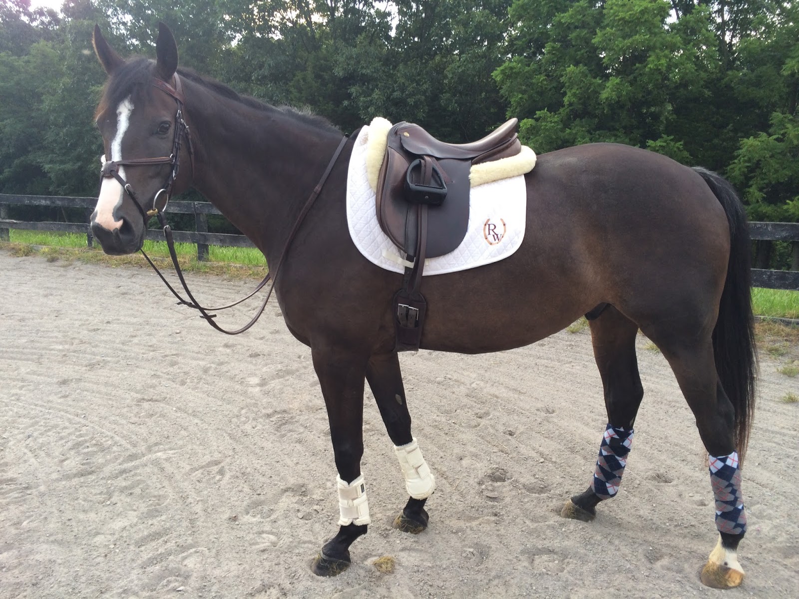 Riding Rainbow Everyday Tack Dressage