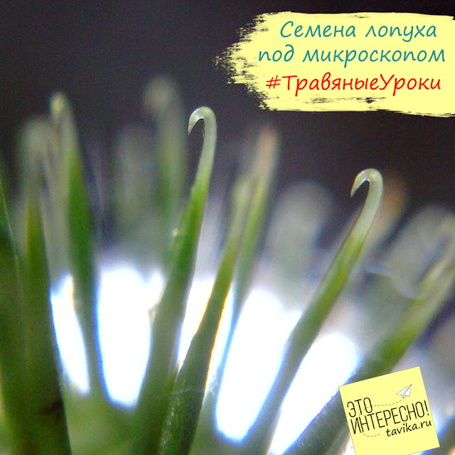 семена лопуха под микроскопом