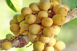 Manfaat dan nutrisi buah langsat. Manfaat dan nutrisi buah langsat.