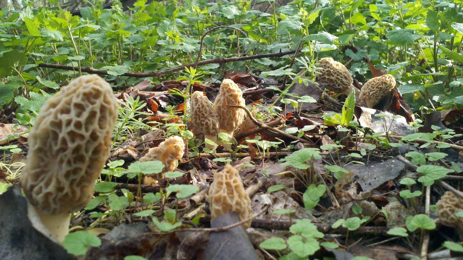 Mid Missouri Morels and Mushrooms Too Busy Picking to Post